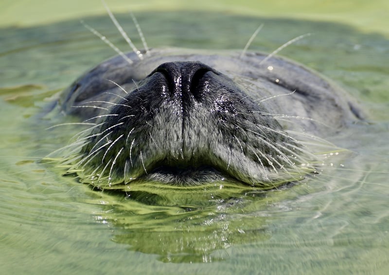 Wildlife Sanctuaries
