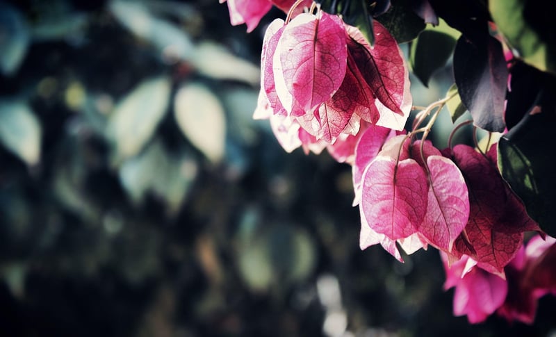 Garden Landscaping